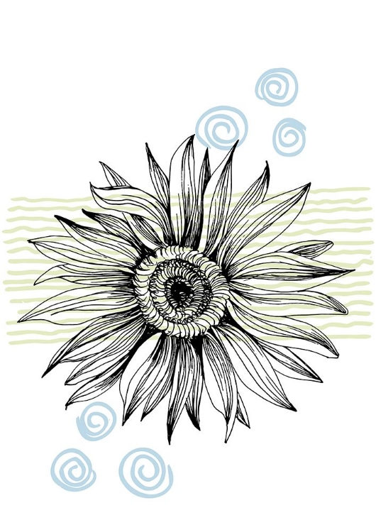 Picture of SUNFLOWER