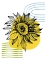 Picture of SUNFLOWER