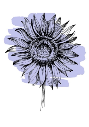Picture of SUNFLOWER