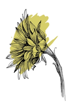 Picture of SUNFLOWER