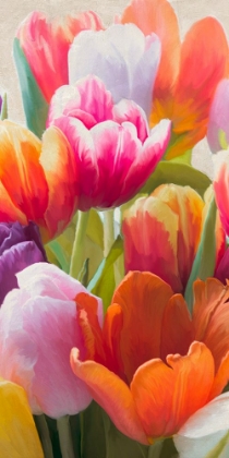Picture of SPRING TULIPS II