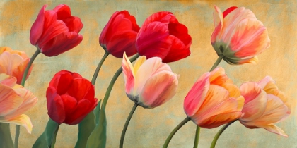 Picture of GOLDEN TULIPS