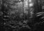 Picture of IN THE JUNGLE
