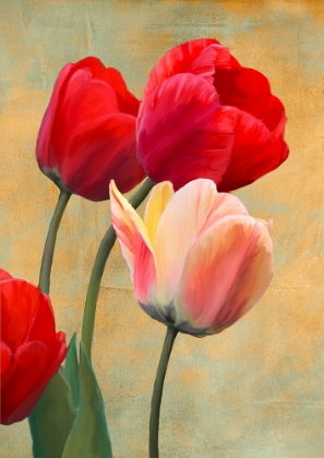 Picture of RUBY TULIPS
