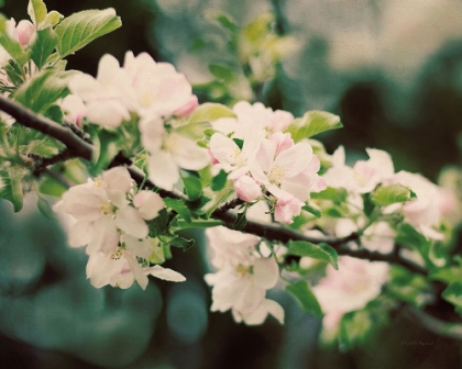 Picture of APPLE BLOSSOMS I