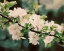 Picture of APPLE BLOSSOMS I