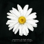 Picture of DELICATE DAISY I