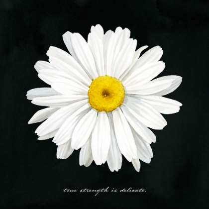 Picture of DELICATE DAISY II