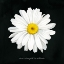Picture of DELICATE DAISY II