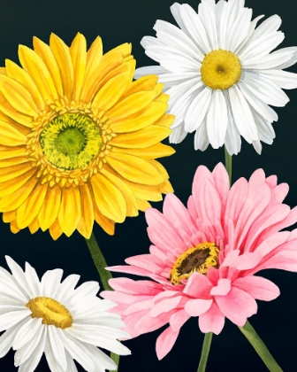 Picture of GERBERA DAISY I