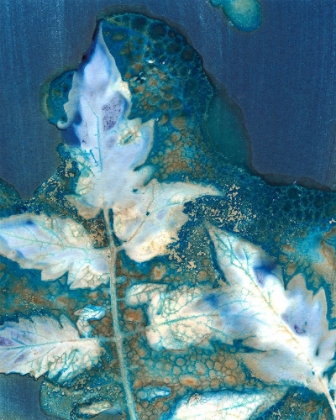 Picture of CYANOTYPE LEAVES II