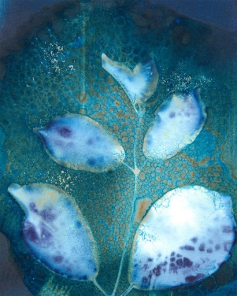 Picture of CYANOTYPE LEAVES III