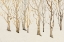Picture of BARE TREES II