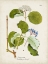 Picture of TREE IN BLOOM II