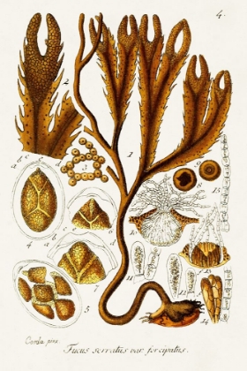 Picture of SEAWEED ILLUSTRATION I