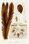 Picture of SEAWEED ILLUSTRATION II