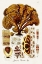 Picture of SEAWEED ILLUSTRATION III