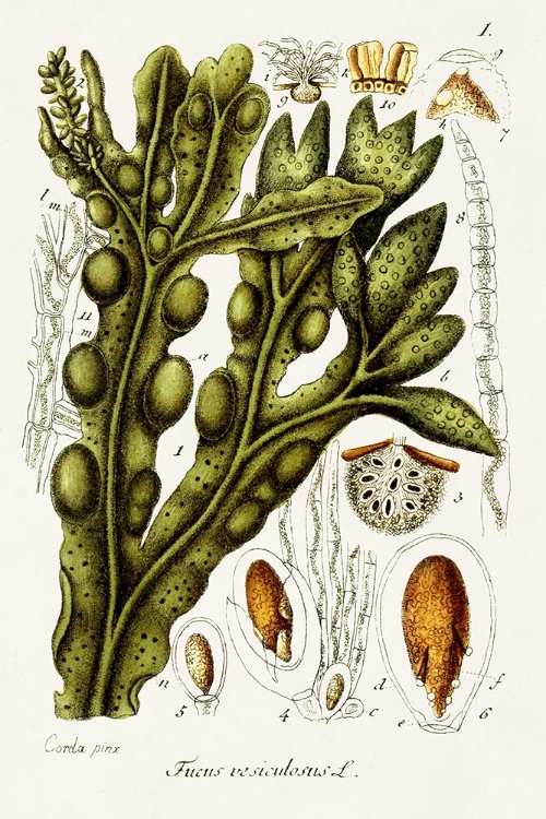 Picture of SEAWEED ILLUSTRATION IV