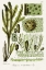 Picture of SEAWEED ILLUSTRATION V