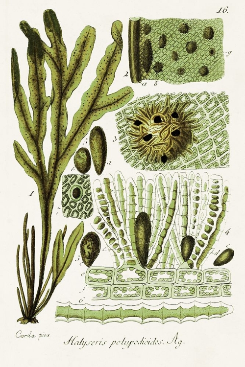 Picture of SEAWEED ILLUSTRATION V