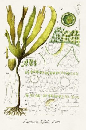 Picture of SEAWEED ILLUSTRATION VI