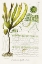 Picture of SEAWEED ILLUSTRATION VI