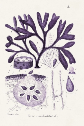 Picture of SEAWEED ILLUSTRATION VIII