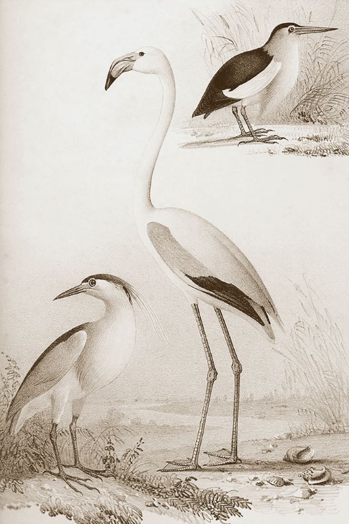 Picture of SEPIA WATER BIRDS I