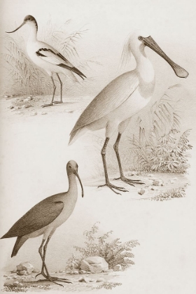 Picture of SEPIA WATER BIRDS II