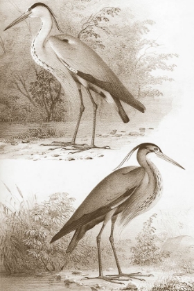 Picture of SEPIA WATER BIRDS III