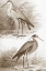 Picture of SEPIA WATER BIRDS III