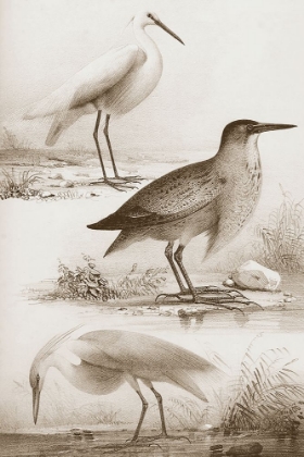 Picture of SEPIA WATER BIRDS IV