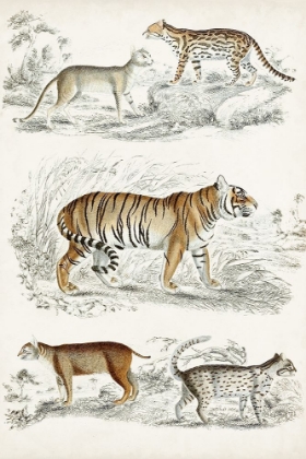 Picture of JOURNAL OF NATURAL HISTORY II