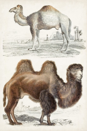 Picture of JOURNAL OF NATURAL HISTORY III