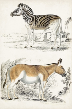Picture of JOURNAL OF NATURAL HISTORY V