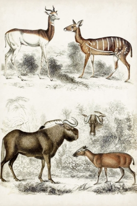 Picture of JOURNAL OF NATURAL HISTORY VI