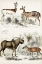 Picture of JOURNAL OF NATURAL HISTORY VI