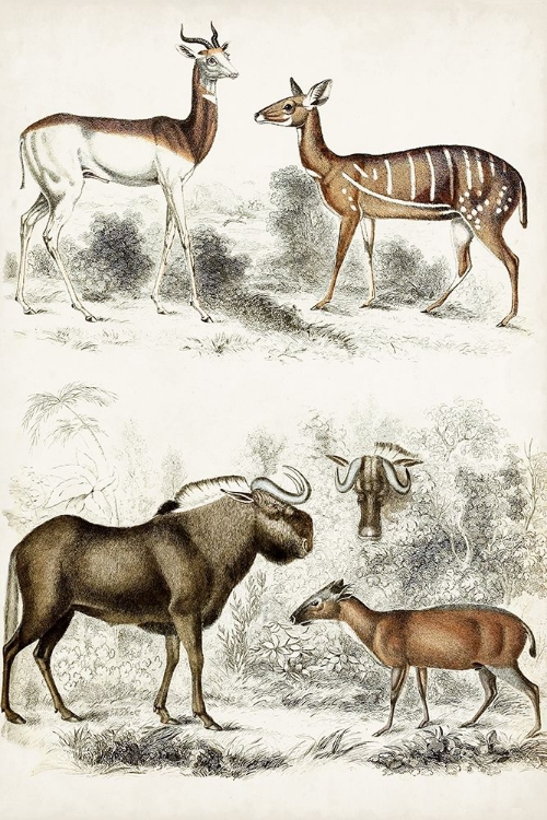 Picture of JOURNAL OF NATURAL HISTORY VI