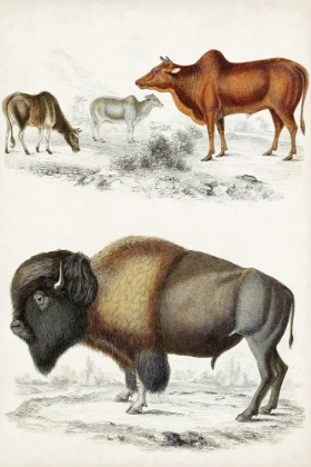 Picture of JOURNAL OF NATURAL HISTORY VII