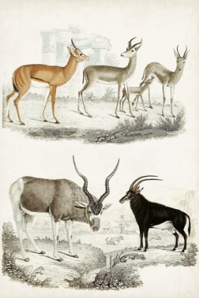 Picture of JOURNAL OF NATURAL HISTORY VIII
