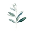 Picture of SUMMER OLIVE BRANCH I