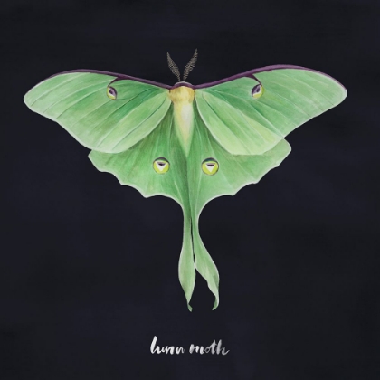 Picture of LUNA MOTH I