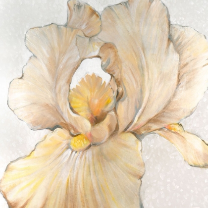 Picture of IRIS CREAM I