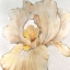 Picture of IRIS CREAM I