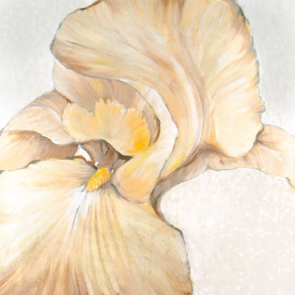 Picture of IRIS CREAM II