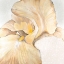 Picture of IRIS CREAM II