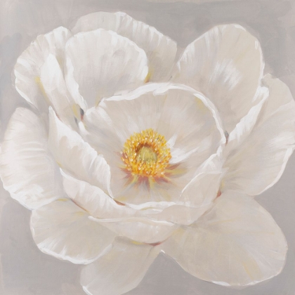 Picture of WHITE PEONY II