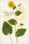Picture of NATURE PRINTED BOTANICALS I