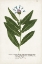 Picture of NATURE PRINTED BOTANICALS II