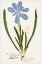 Picture of NATURE PRINTED BOTANICALS XI